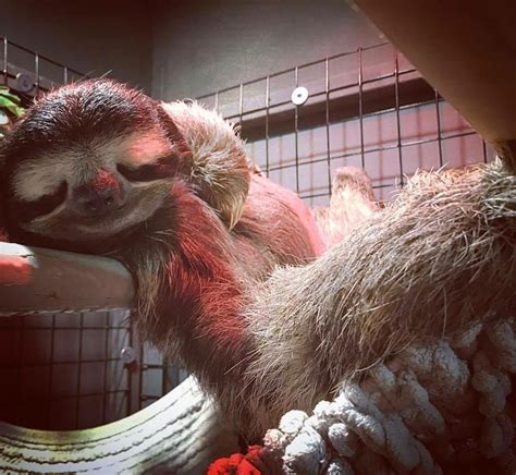 Sleepy Sloths Are The Cutest This Guys Name Is Leno Ifttt