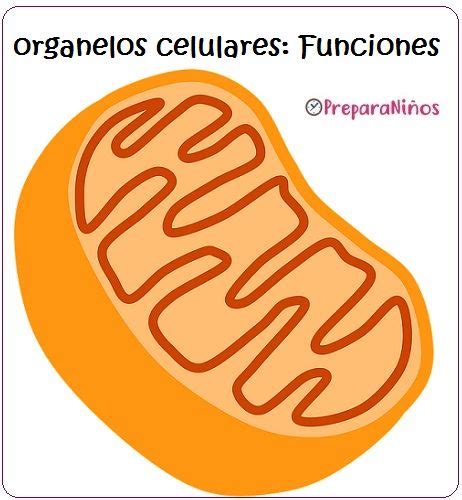 La Célula Organelas Celulares Mitocondrias Para Primaria Cellular