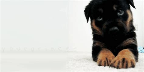 Adorable Animated Puppy S Best Animations