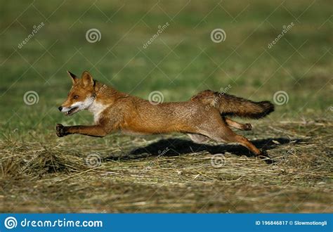 Red Fox Vulpes Vulpes Adult Running Through Countryside Stock Image