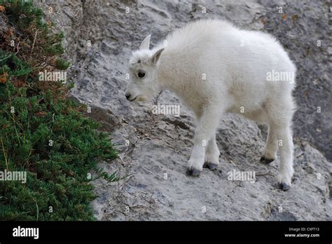 Mountain Goat Hooves Hi Res Stock Photography And Images Alamy