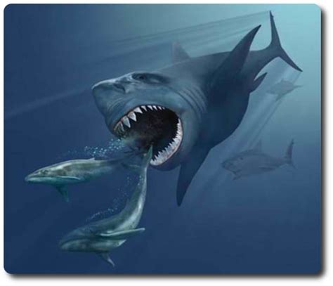 Learn About The Evolution Of Sharks Of The World Shark Sider