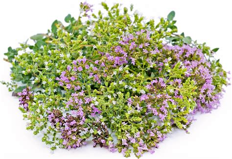 Oregano Flowers Information And Facts