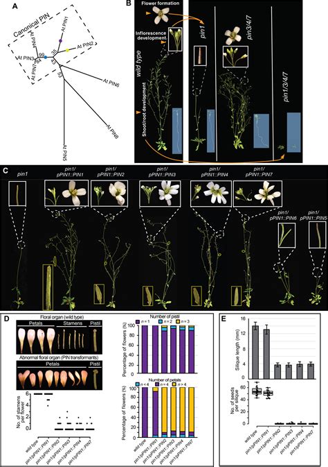 Functional Innovations Of Pin Auxin Transporters Mark Crucial