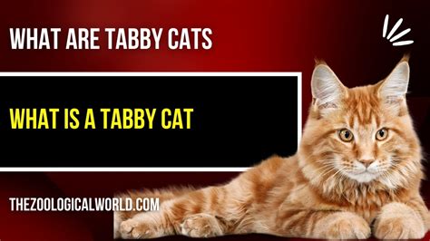 What Is A Tabby Cat 10 Fun Facts About Tabby Cat Best Tabby Cat