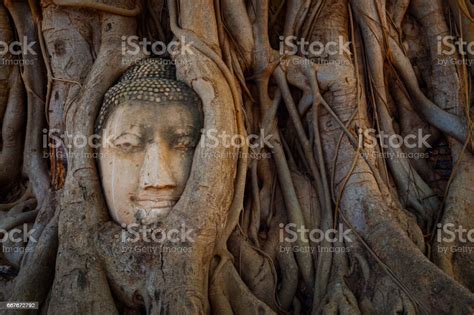 Famous Image Buddha Head With Banyan Tree Root At Wat Mahathat Temple