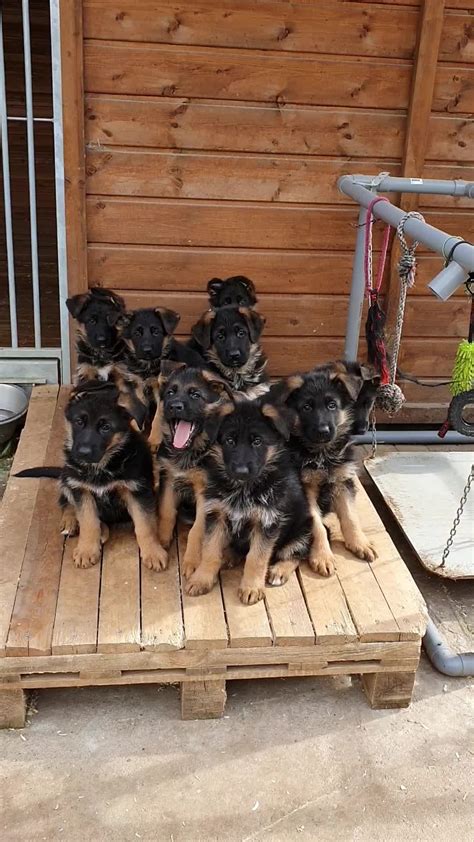 How many puppies do german shepherds usually have? Litter of German Shepherd Puppies Tilt Heads in Confusion
