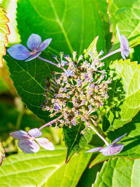 Maybe you would like to learn more about one of these? Hydrangea Gray Mold - How To Treat A Hydrangea With ...