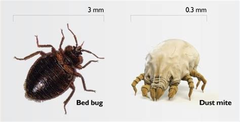 What To Know About Bed Bug Bites Bed Bug Guide Dog