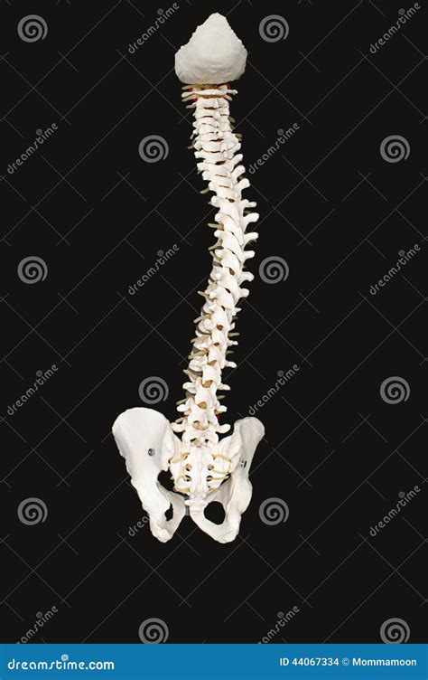 Human Backbone Stock Photo Image Of Cartilage Genetic 44067334