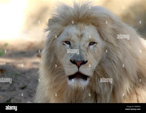 Close Up Of The Head Of A Rare Albino White Lion Panthera Leo Stock