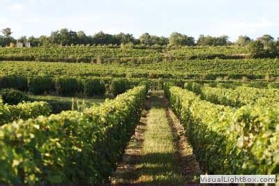 This village is in the loire valley, in the midst of many castles, such as chenonceaux, villandry, etc. vignoble vin vins remarquables en touraine comme saumur ...