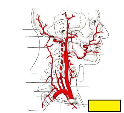 Level 4 Arterial Blood Supply To Head And Neck Head And Neck Anatomy