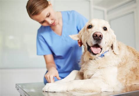 Lipomas In Dogs Great Pet Care
