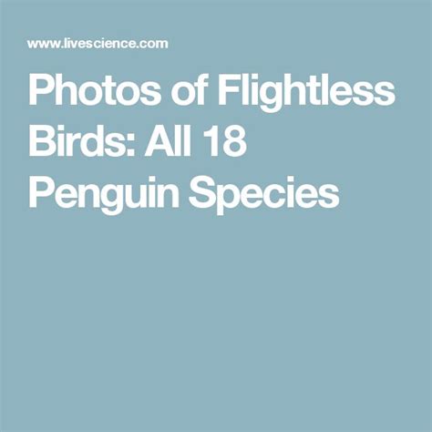 Photos Of Flightless Birds All 18 Penguin Species Penguin Species