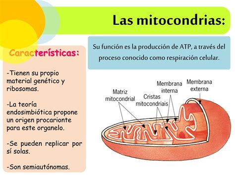 Ppt Organelos Celulares Powerpoint Presentation Free Download Id