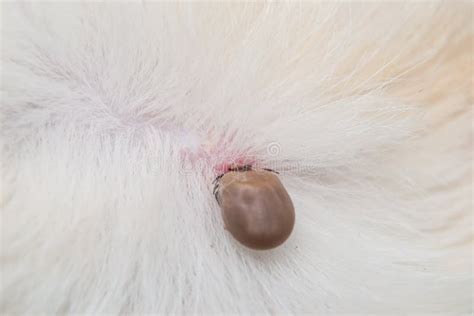 Close Up Photo Of A Tick Attached To Dog Skin Stock Photo Image Of