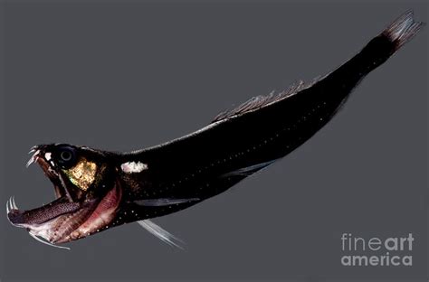 Sea dragons have a long snout that is tube like in makeup and a hard tough hide. Deep-sea Dragonfish Photograph by Danté Fenolio