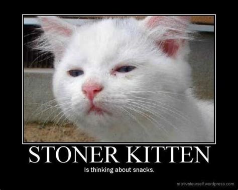 Stoned Kitten