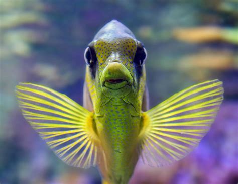 View Exotic Saltwater Fish Pictures