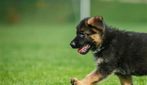 The good news is that german pronunciation isn't as hard as it seems. How to Train a German Shepherd Puppy to Come | Wag!