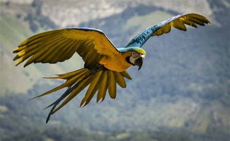 Animal Blue And Yellow Macaw Hd Wallpaper
