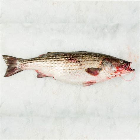 Wild Striped Bass Dicarlo Seafood