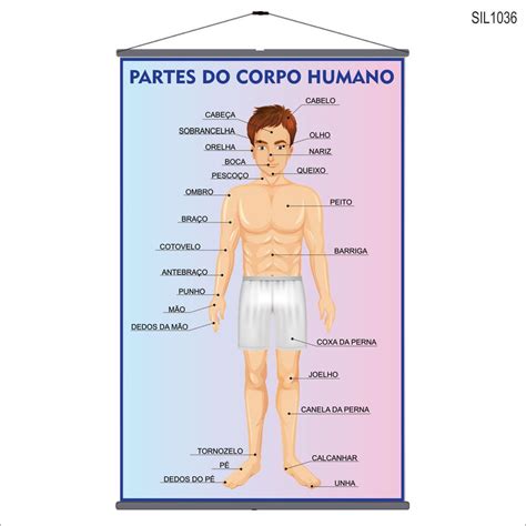 Acerca Do Corpo é Possível Afirmar Que