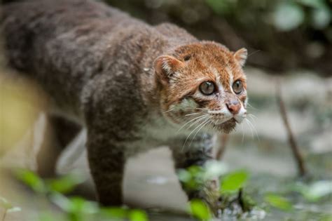 Smallest Wild Cats In The World National Geographic African Wild Cat