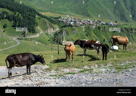 Cows On Georgian Military Road Historic Route Through Caucasus