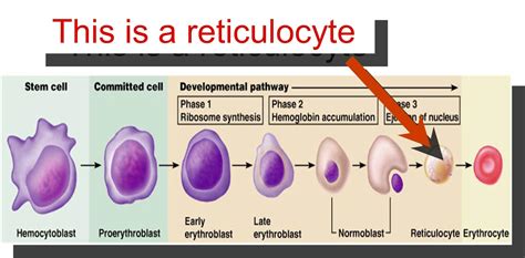 Hematology Primer at Methodist College - StudyBlue