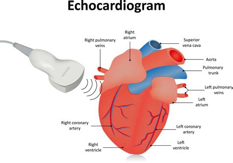 Echocardiogram First Coast Heart And Vascular Center