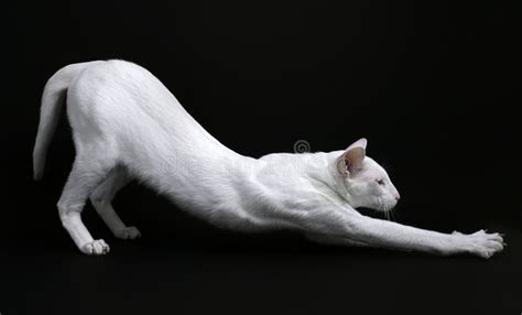 White Cat Stretching Stock Photo Image Of Relax Relaxing 8116348