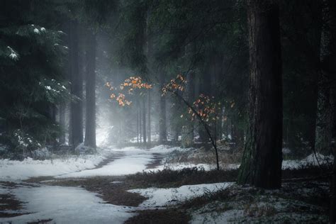 Nature Snow Outdoors Photography Winter Trees Forest Path