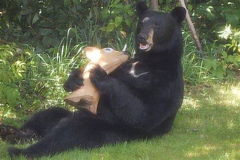 Black Bear Attacks Deer But Remains Hungry After Realising Its A