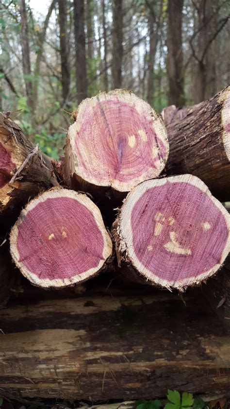 Beautiful Cut Of Cedar Wood Rpics