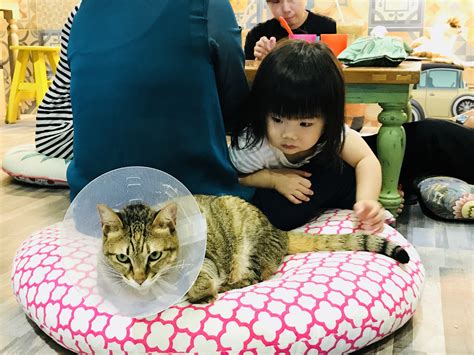 The Five Best Cat Cafes Of Taipei — The Neighbors Cat