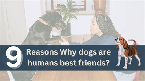 9 Reasons Why Dogs Are Humans Best Friends Faq