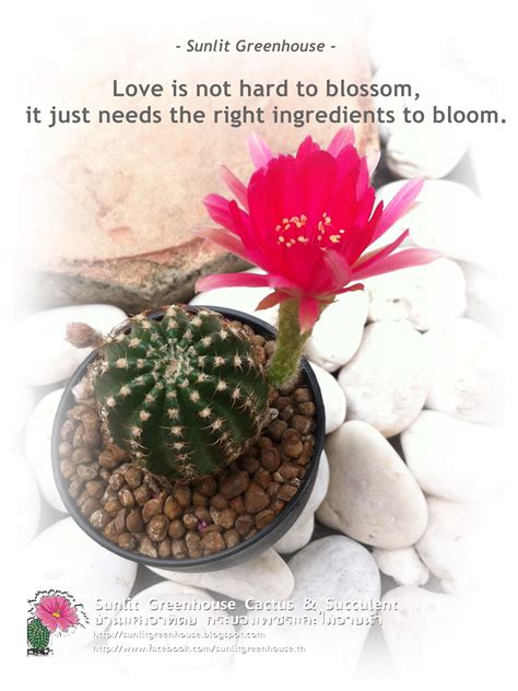 Sunlitgreenhouse Cactus Quote When Comparing Love To Cactus They Are