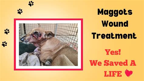 Maggot Wound Treatment In Dog ज़ख्म घाव में कीड़ों का इलाज We