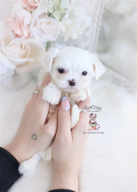 Teacup And Toy Maltese Puppies Teacup Puppies And Boutique