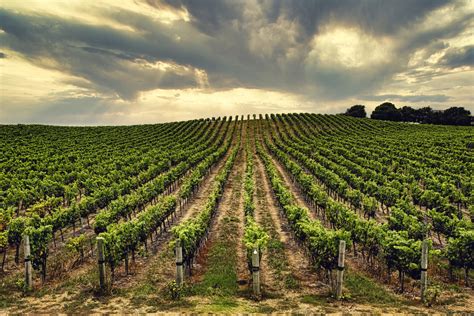 In Vino Veritas Vintage Wine Estates Is A Pure Play Bet IPO Edge