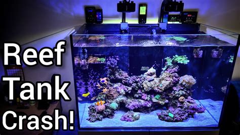 Reef Tank Crashing😒 Youtube