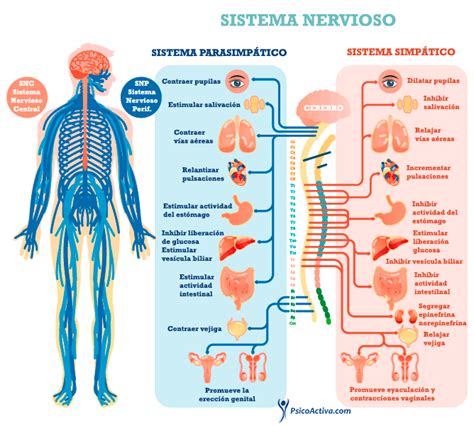 El Sistema Nervioso Autónomo: Sistema Simpático y ...
