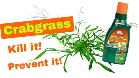 How To Kill And Remove Crabgrass Without Killing Your Lawn 3 Steps To