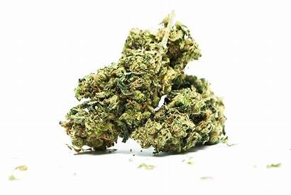 Marijuana Cannabis Bud Drug Buds Giant Kush