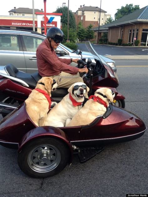 But remember, this is a proof of concept and there's a lot of tweaking ural and zero could probably do to get that range further above. Dogs Ride Sidecar On Nashville Man's Motorcycle (PHOTO ...