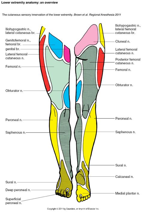 Lower Limb Nerve Anatomy Chart Anterior Nerve Anatomy