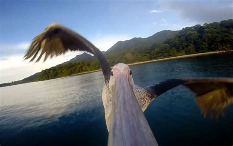 Abandoned Pelican Learns To Fly Video Pelican Gopro Camera Abandoned