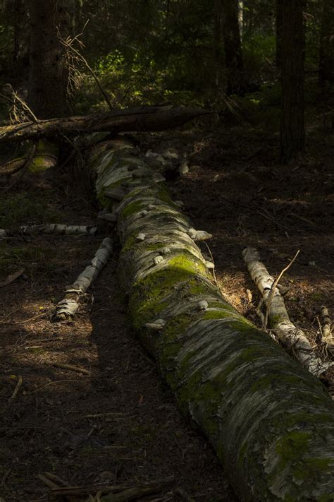 Fallen Tree In A Forest Rpics